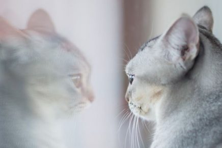 mirada-de-gato-reflejada-en-dos-espejos-diferentes-impresiona-en-redes