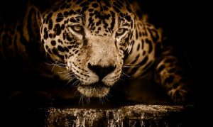 Un particular y hermoso jaguar