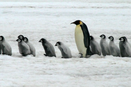 una-tragedia-pinguinos-son-banados-en-petroleo-en-el-oceano-indico