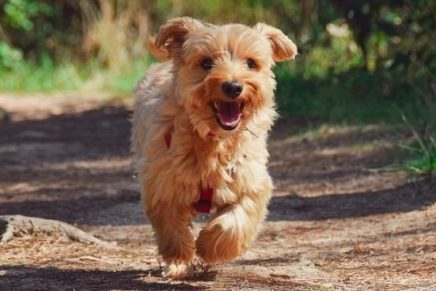 muy-tierno-perrito-agradece-la-mujer-que-lo-alimenta-con-regalos-diarios