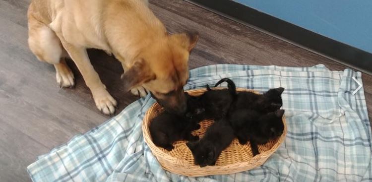 hermoso-perrito-callejero-protegia-cinco-gatos-bebes