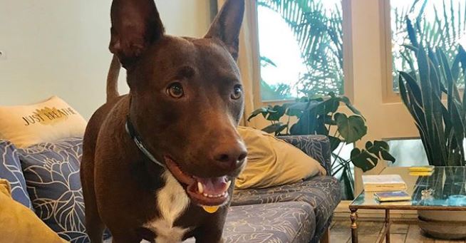 stella-la-perrita-que-aprendio-a-comunicarse-mediante-un-soundboard