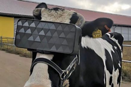 en-rusia-prueban-gafas-vr-vacas-para-que-crean-que-estan-en-el-campo-real