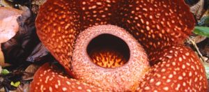 muy-grande-pero-huele-maluco-asi-es-rafflesia-tuan-mudae-la-flor-mas-grande-del-mundo