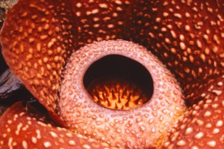 muy-grande-pero-huele-maluco-asi-es-rafflesia-tuan-mudae-la-flor-mas-grande-del-mundo