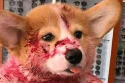 ¡Muy tierno! Perrito de una de pitahaya y asusta a su dueña