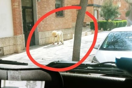 Hombre en España se disfrazó de perro para poder salir a la calle
