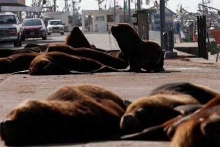 ¡Que viva la naturaleza! Lobos marinos invaden las playas de Mar del Plata