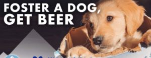 “Adopta un perrito y recibe 3 meses de cerveza gratis”, esta es la iniciativa de una cervecería en cuarentena