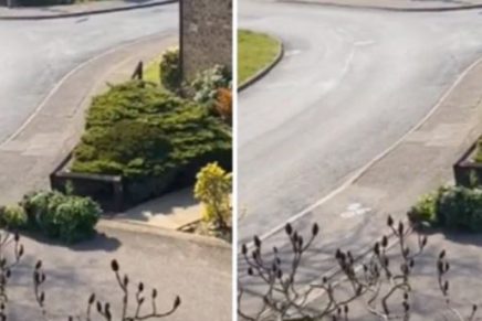 Hombre se disfrazó de árbol para poder salir de su casa durante la cuarentena