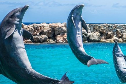 Gracias a la cuarentena, un hombre pudo nadar con varios delfines