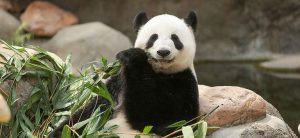 Después de 10 años y gracias a la cuarentena, pandas logran aparearse