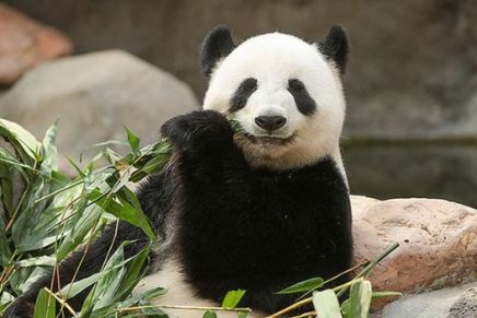 Después de 10 años y gracias a la cuarentena, pandas logran aparearse