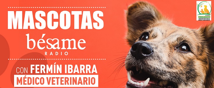 Mascotas Bésame: Situaciones que hacen que nuestras mascotas reaccionen de manera agresiva