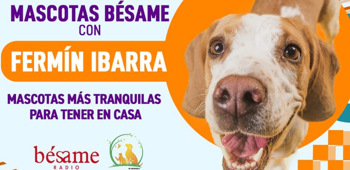 Mascotas Bésame: Mascotas más tranquilas para tener en casa