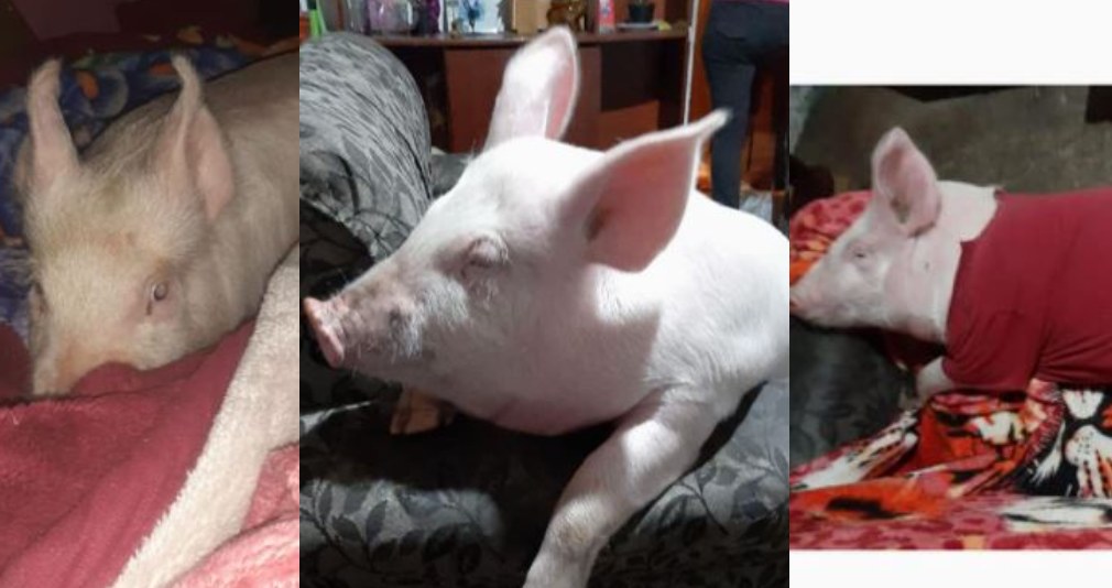 Familia busca a su cerdo mascota y su historia se hace viral en redes