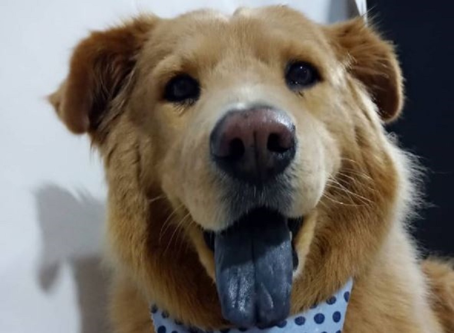 Falleció Toby, el primer perro al que le iban a poner un marcapasos en Colombia