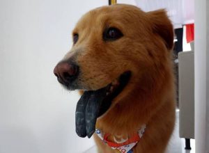 Conozcan a Toby, el primer perro que tendrá marcapasos en Colombia