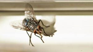 Covid-19: ¿pueden las moscas y cucarachas pueden el virus?