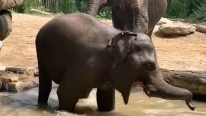 Elefante ‘berrinchudo’ se vuelve viral en redes; no quería hacerle caso a su mamá