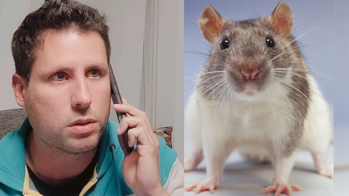 Video: a presentador le colocaron una rata cerca de su cara en plena transmisión en vivo