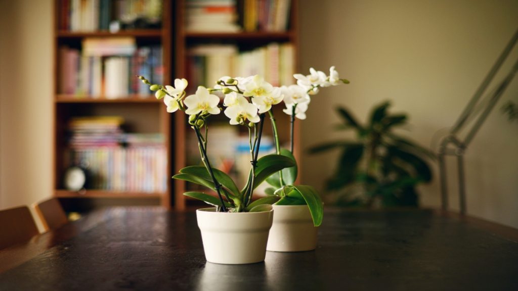 Plantas de orquideas sobre una mesa (Foto vía Getty Images) 