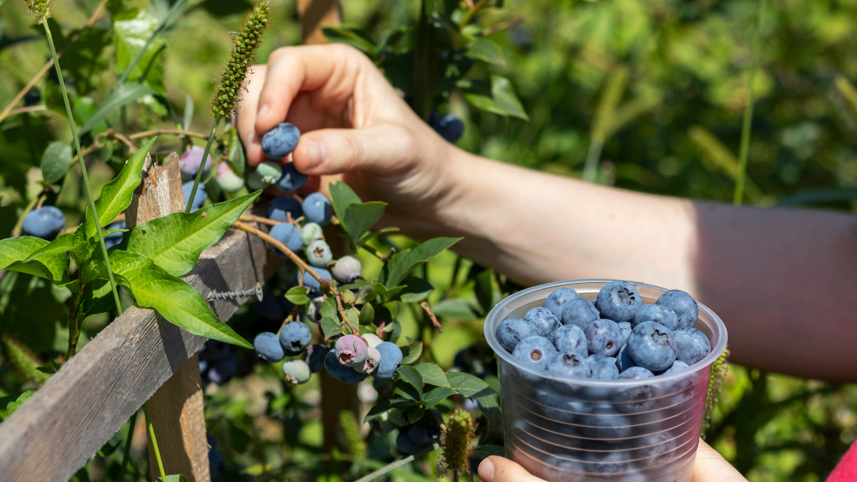 ¿Qué se necesita para sembrar arándanos? Esto se demoraría la planta en dar frutos (Getty Images)