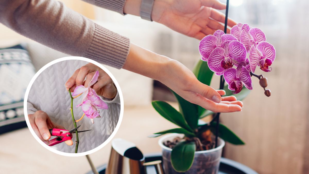 Imágenes de referencia // Manos sosteniendo la floración de una orquídea púrpura // En el círculo mujer cortando una orquídea // Getty Images //