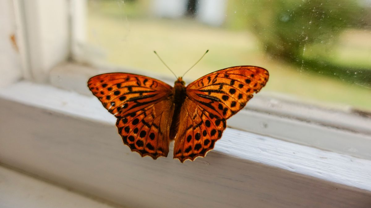 Significado mariposas en la casa // Foto: Getty Images