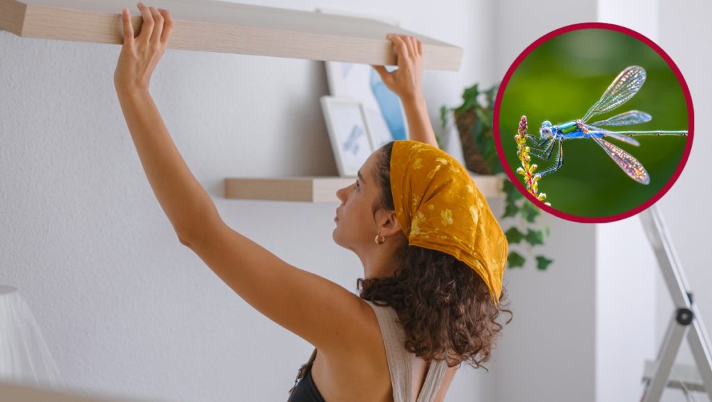 ¿Qué significa ver una libélula en tu casa? Es un poderoso presagio ...