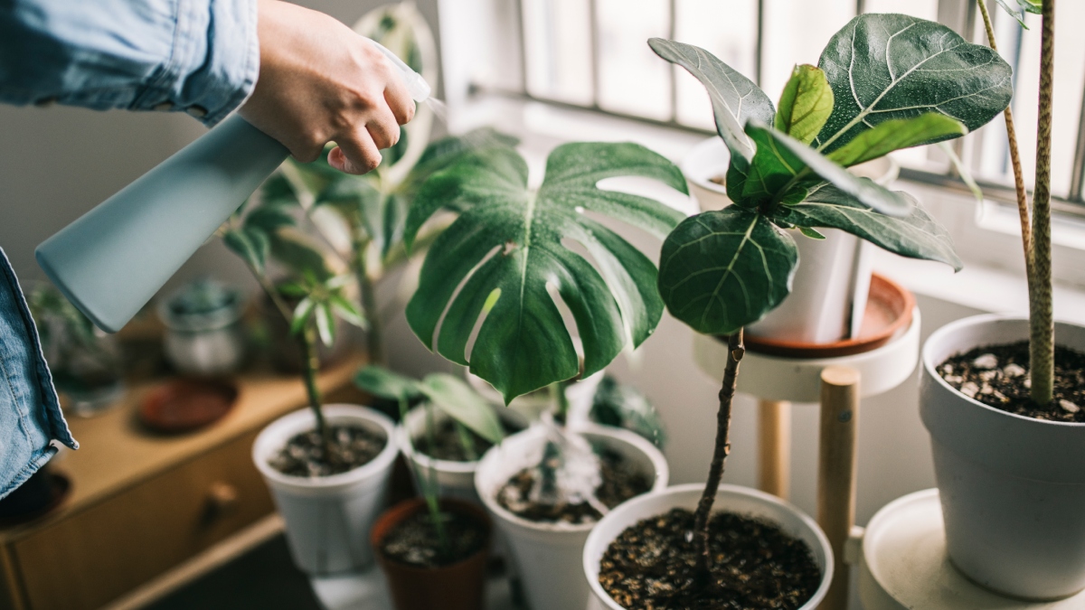 ¡Pilas! Esta popular planta de interior es más tóxica de lo que imaginas