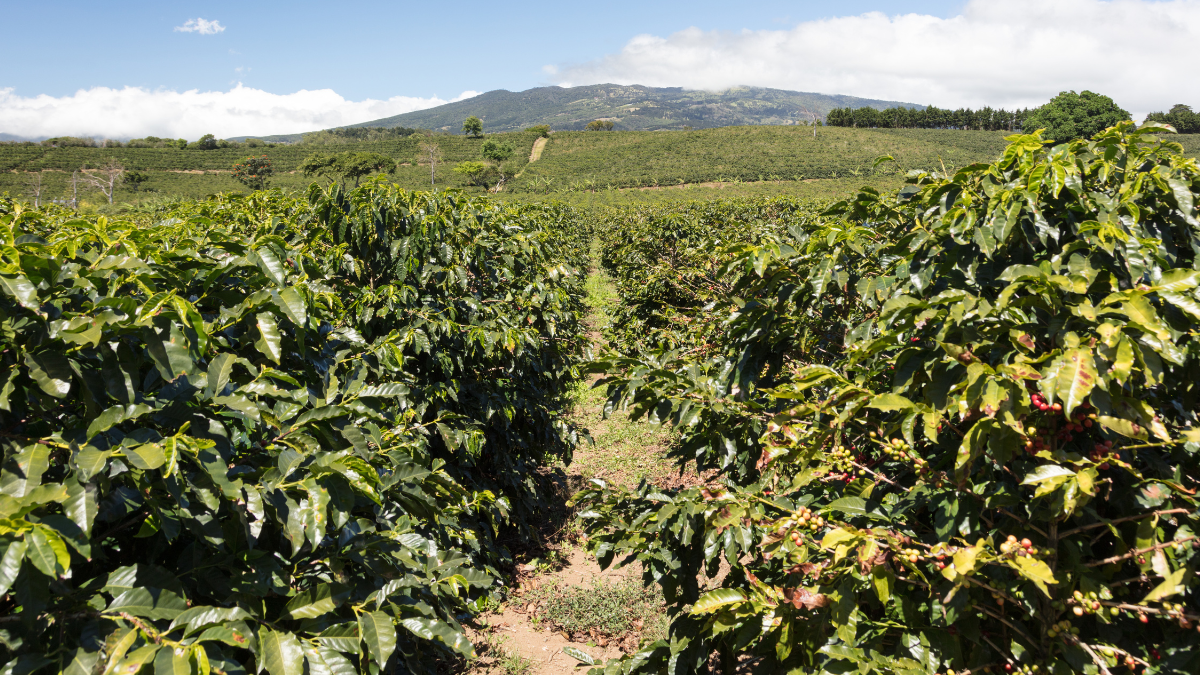 Crédito: Getty Images