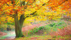Crédito: Getty images