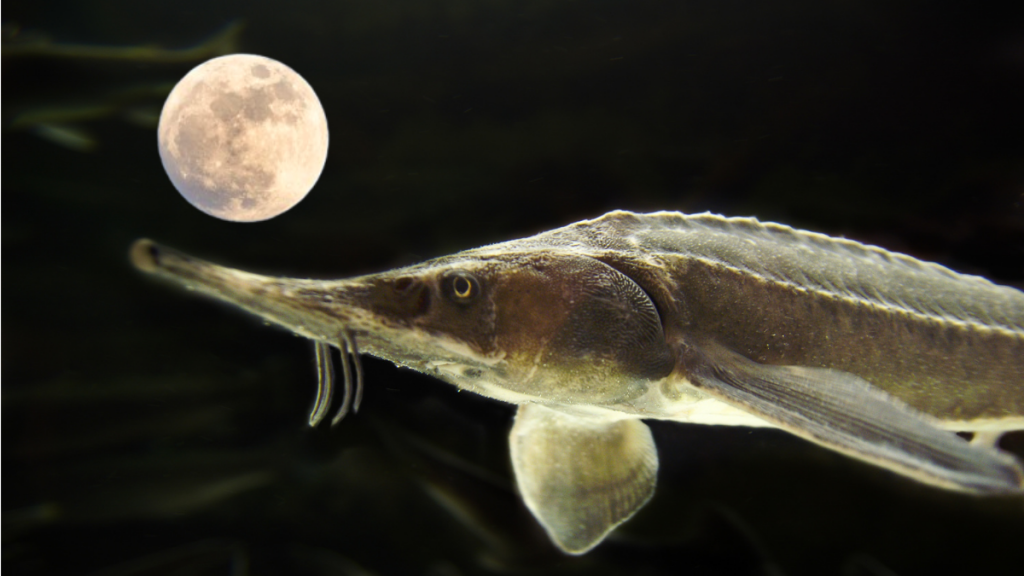 Imagen de referencia a pez Esturión y luna llena/ Getty Images 