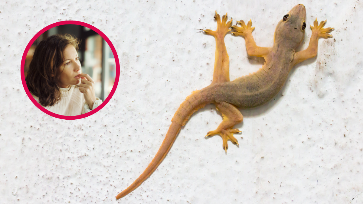 Una lagartija y en la otra fota está una persona pensando.-Crédito: Getty images
