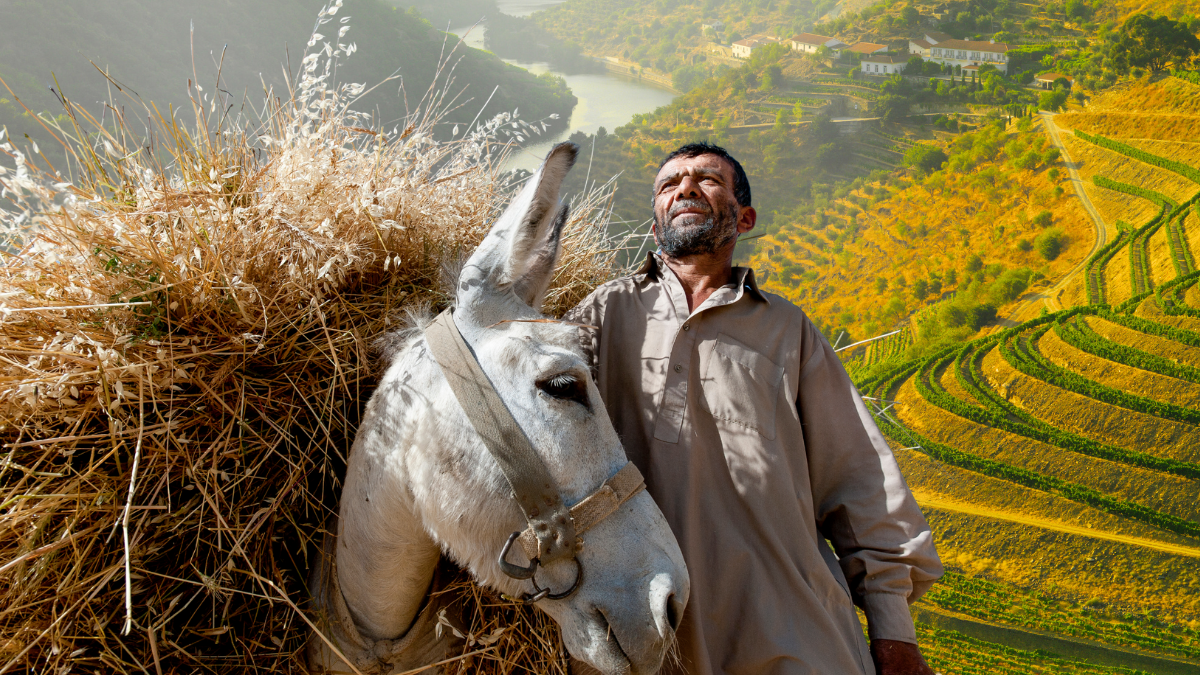 Señor con una mula en un paisaje.- Crédito: Getty Images