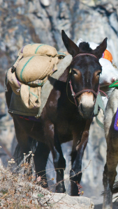 Una mula cargando bultos.-Crédito: Getty Images.