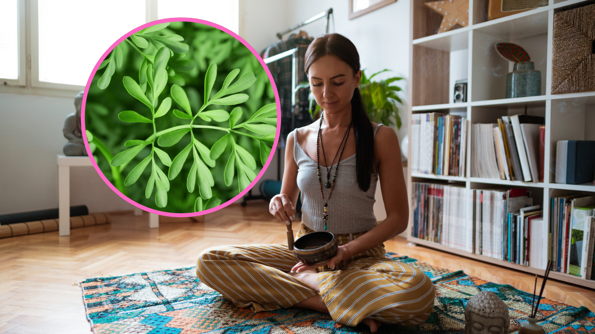 Planta de ruda en el Feng Shui