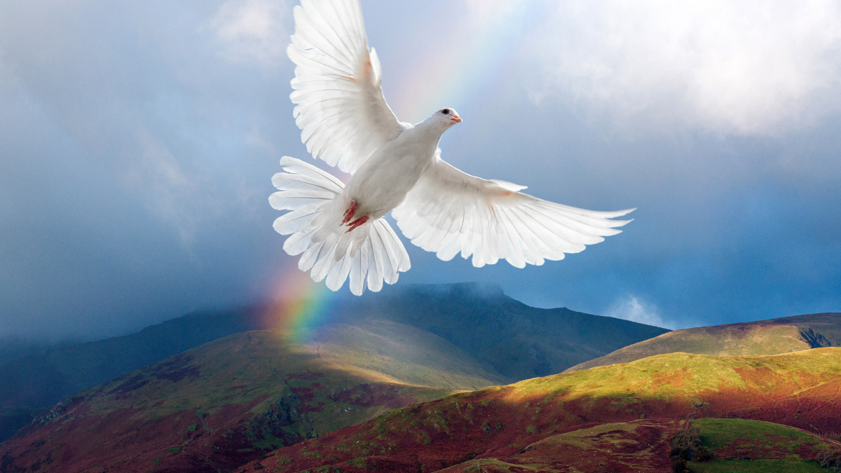 Paloma volando. | Crédito: Getty images.