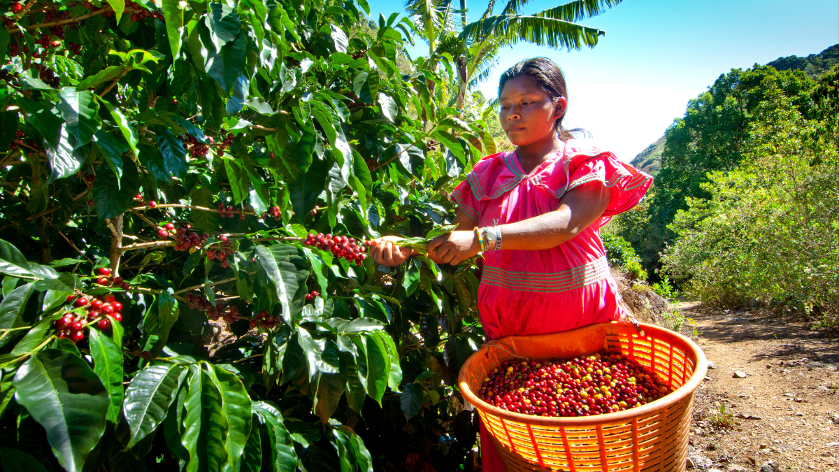 Mujer recogiendo Café. | Crédito: Getty images.