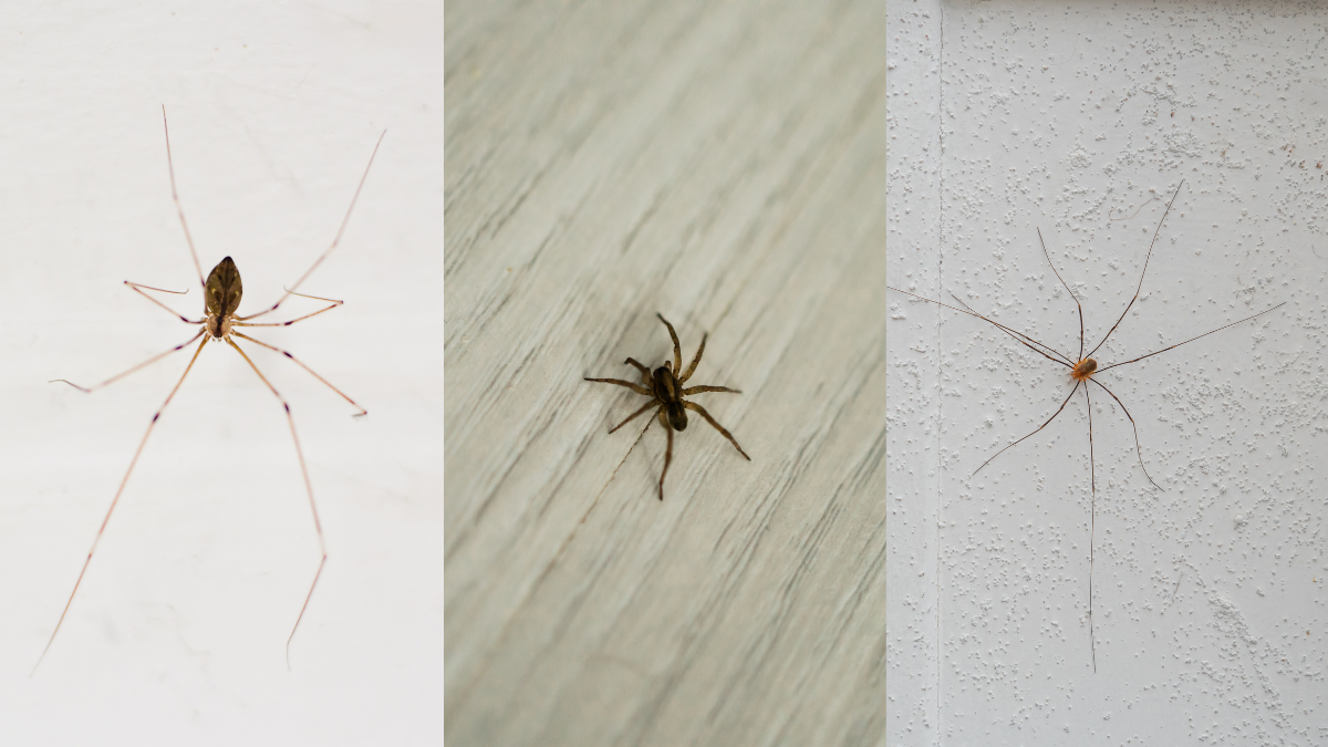 Arañas que pueden aparecer en casa (créditos: GettyImages)