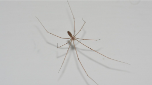 Araña de Patas Largas (créditos: Pinterest) 