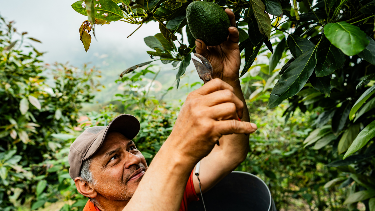 Señor recolectando fruta. | Crédito: Getty images.
