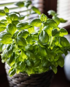 Albahaca. | Crédito: Getty images.