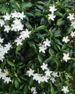 Jazmín. | Crédito: Getty images.