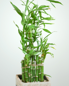 Bambú. | Crédito: Getty images. 