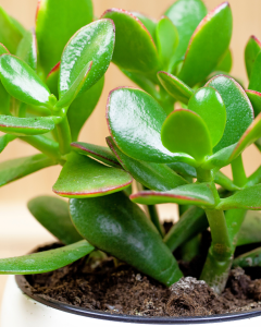 Crassula. | Crédito: Getty images. 