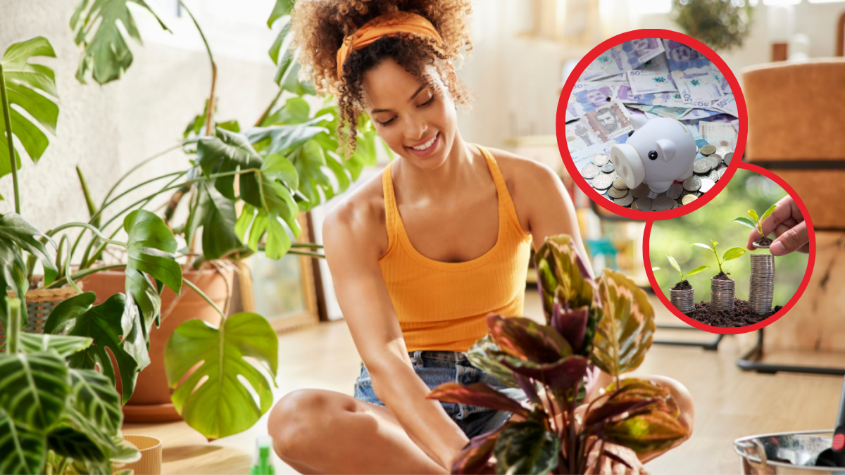 Plantas para atraer dinero y prosperidad (créditos: GettyImages)