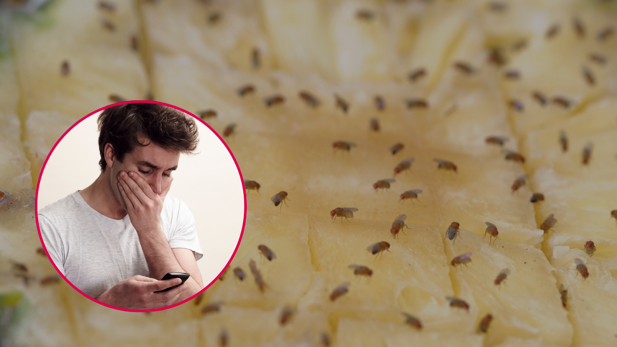 Moscas en la fruta. | Crédito. Getty images.