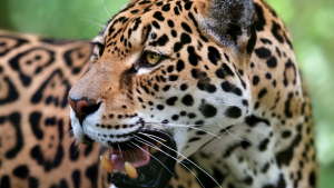 Jaguar. | Crédito: Getty images.